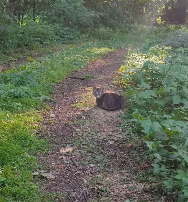 Zaginęła kotka !