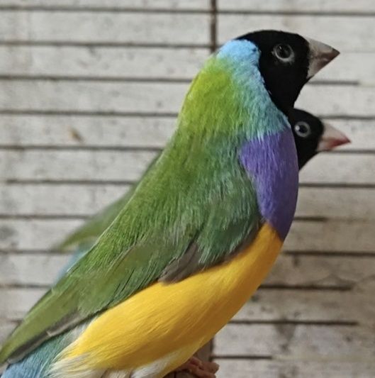 Últimos machos Diamantes de gold