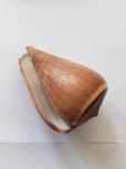 Muszla Morska Stożek conus figulinus 5cm