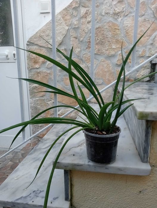 Planta natural, vasos da foto