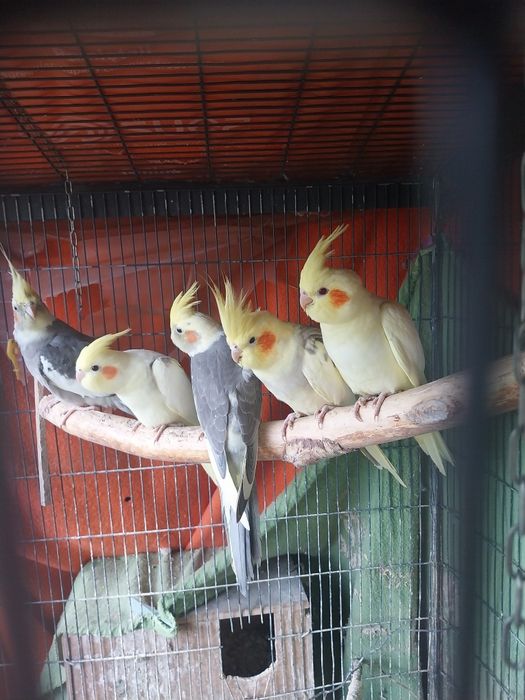 Mam w ofercie papugi nimfy młode 2,5-miesieczne