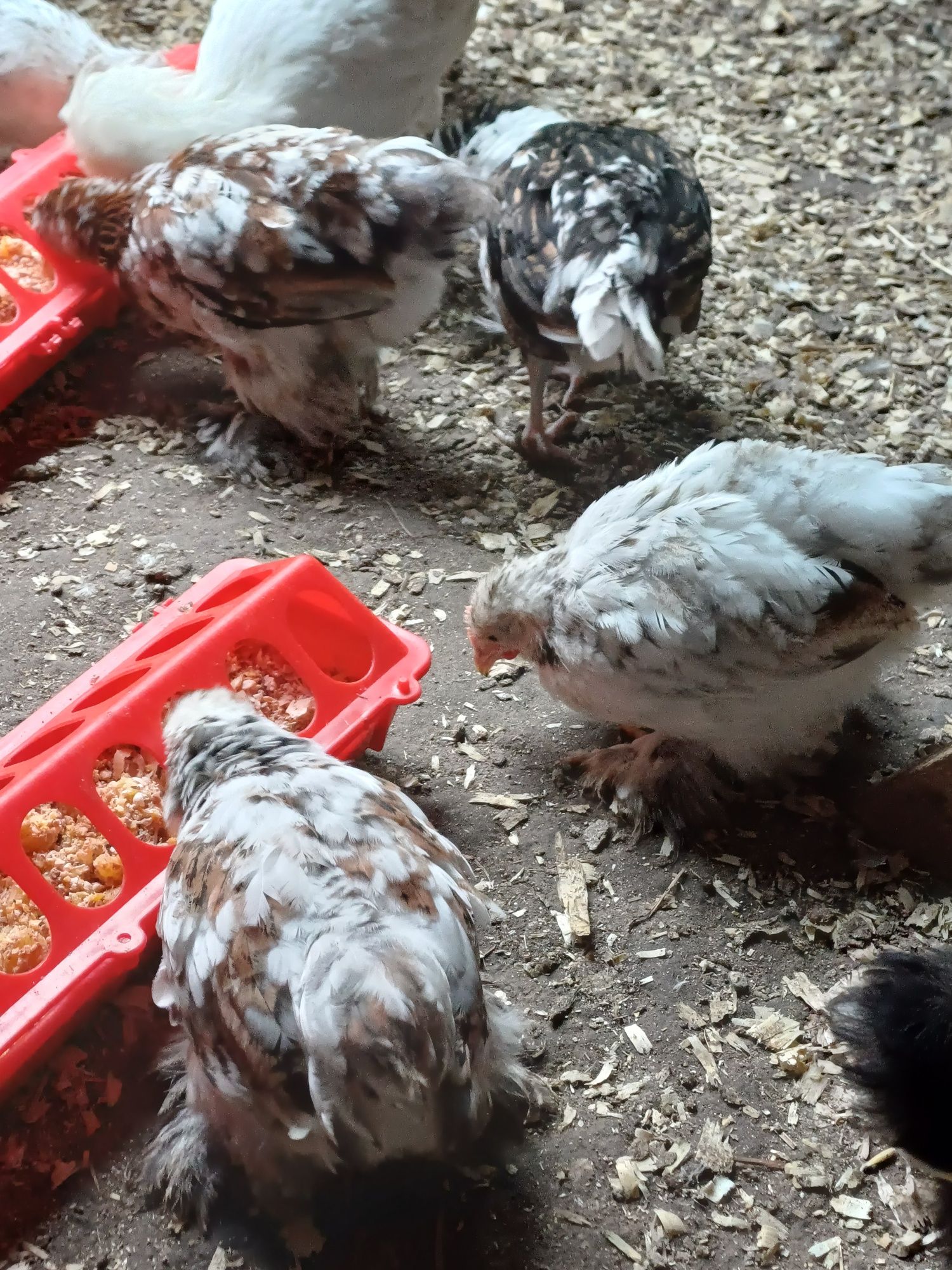 Kurczaki Kochiny,silki,czubatki, sebrytki, wyandoty