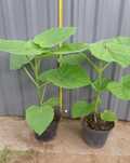 Drzewa  paulownia wekendowa Promocja