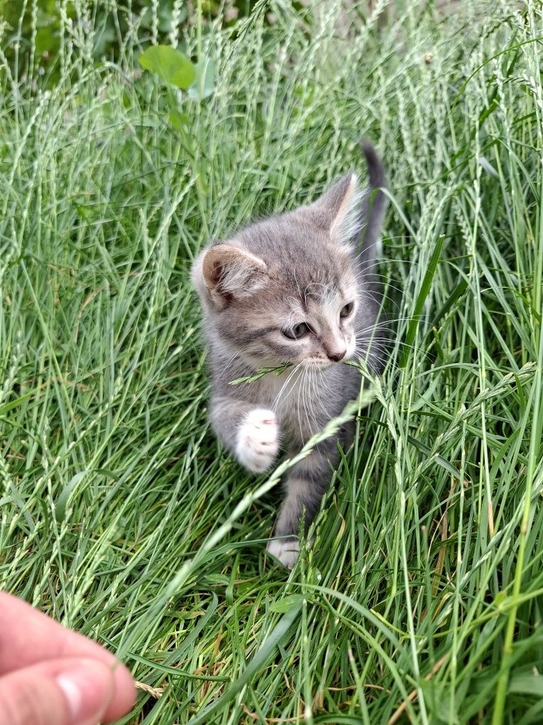 Отдам котят в любящие руки котята котик коты кот