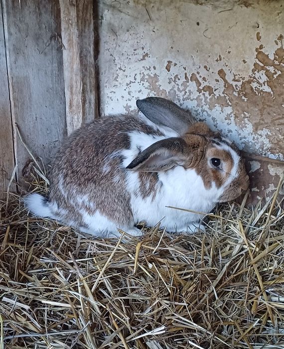 Samiec królika mieszaniec