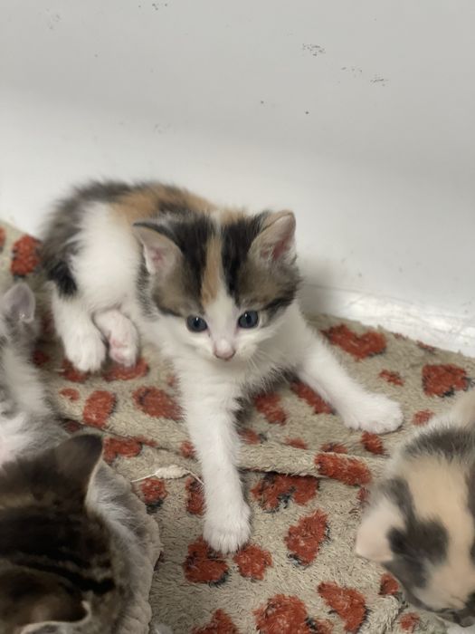 Отдадим котят в хорошие руки