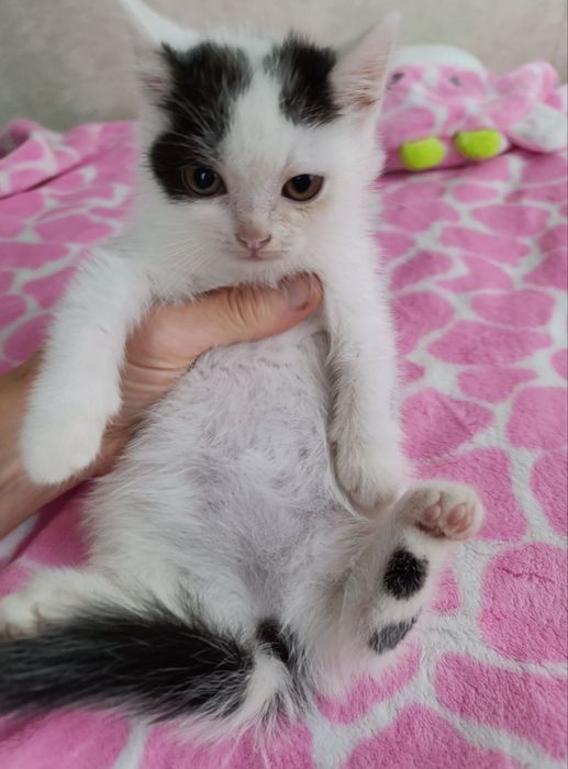 Віддам кошенят у добрі руки