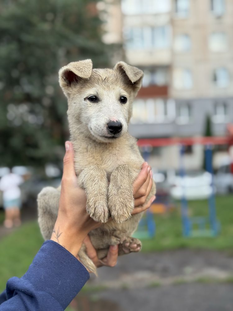 В добрі руки Безкоштовно
