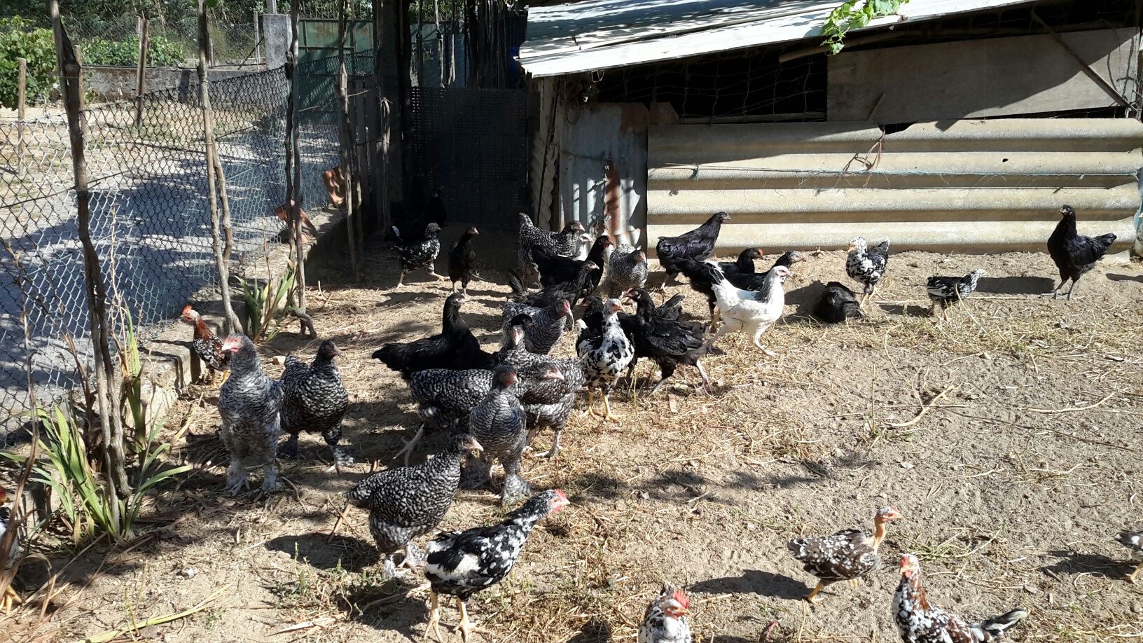 Aves/ Galinhas / Patos