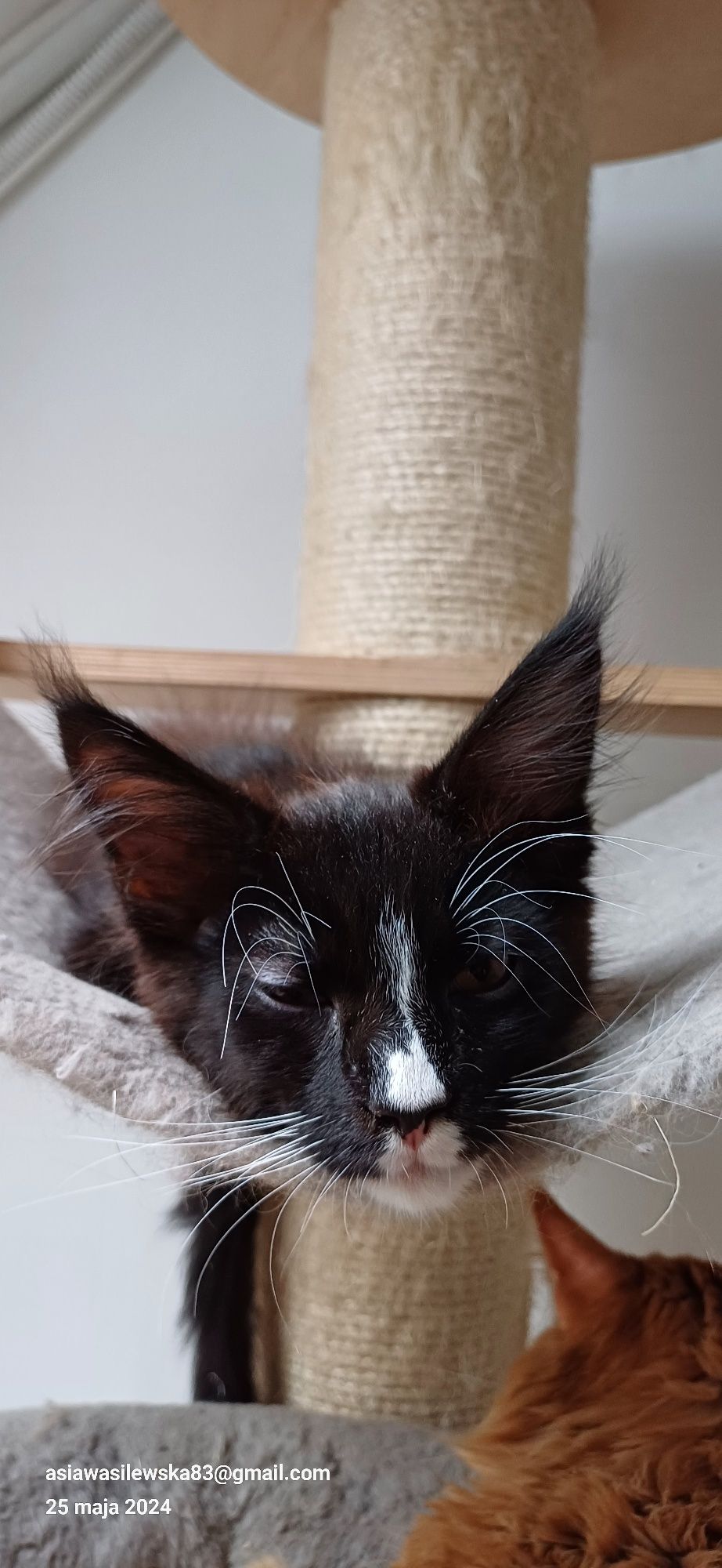 Kociaki Maine Coon