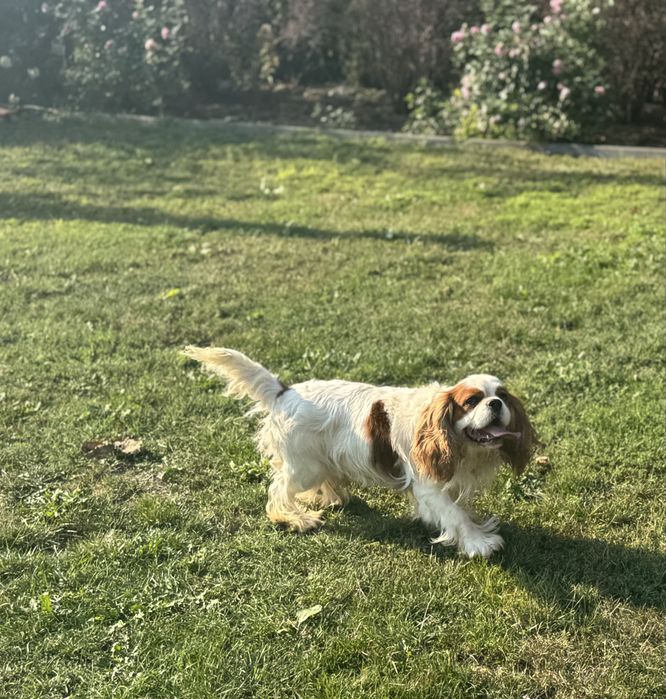 Cavalier king charles spaniel suczka ruby z rodowodem