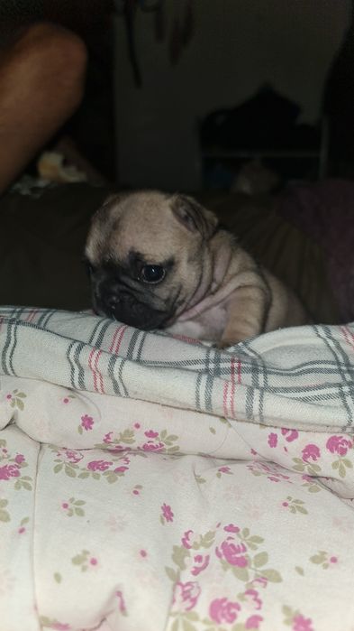 Bulldog Francês Fawn