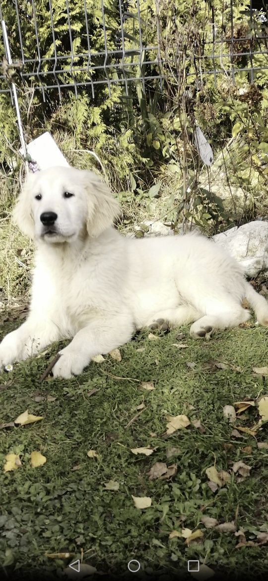 Golden Retriever sunia z Rodowodem i pełną dokumentacją