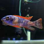 GB MALAWI Pyszczak labeotropheus trewavasae marmalade cat