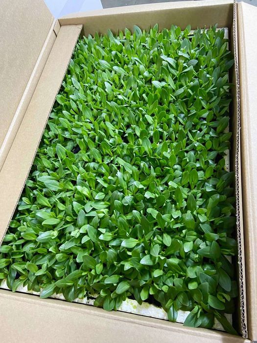 Розсада еустоми.