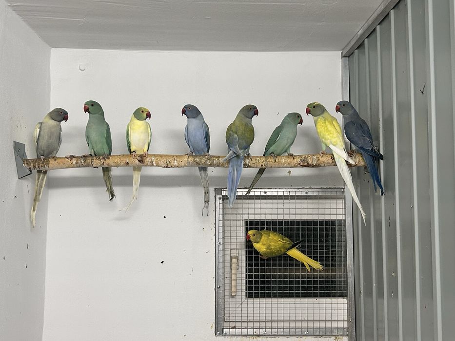 Aleksandretty obrożne mutacje