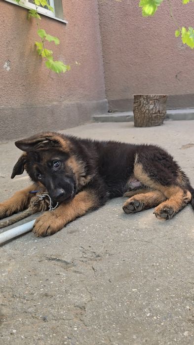 Шикарные щенки немецкой овчарки.