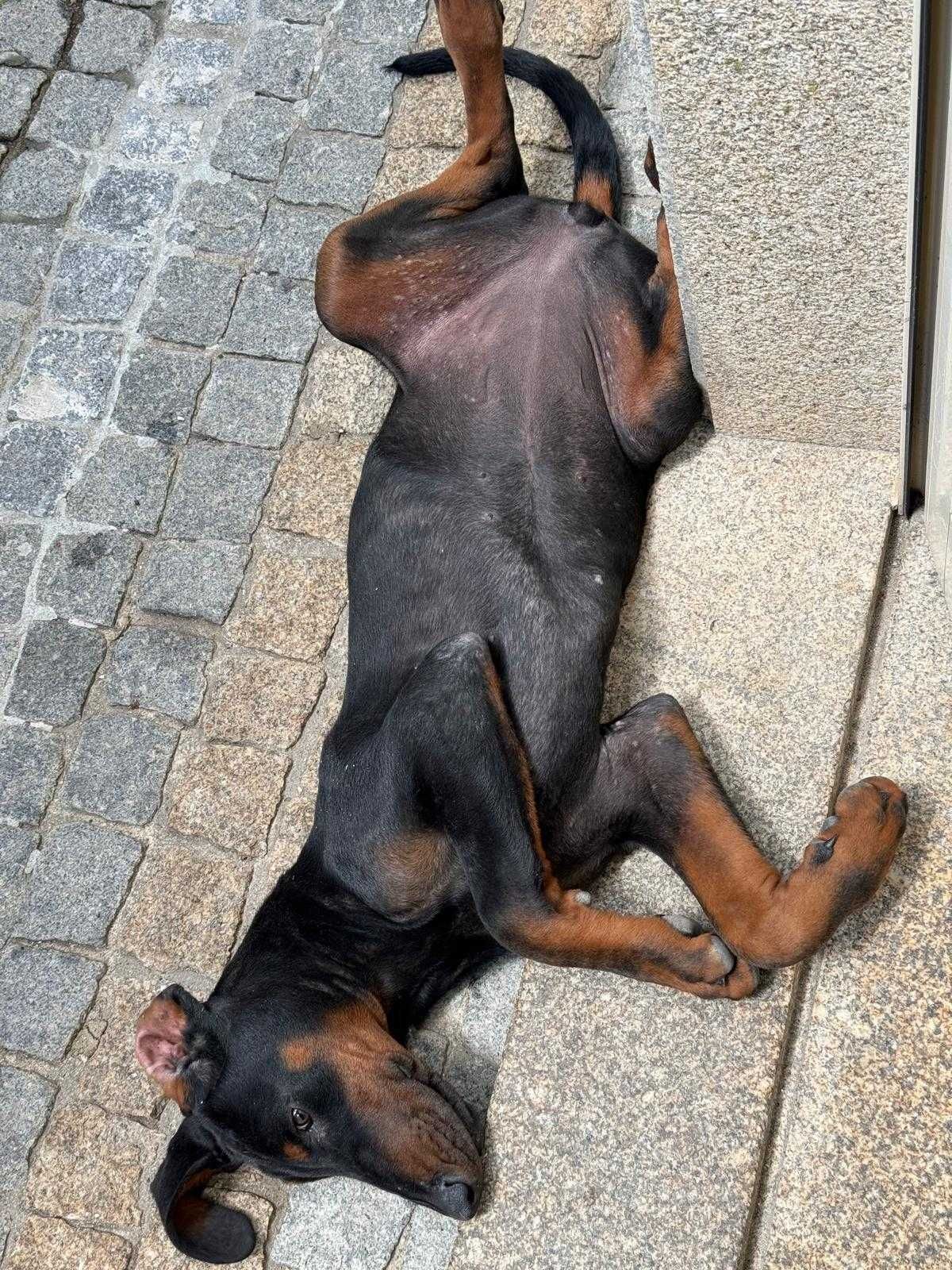 Adoção Responsável – DOBERMAN