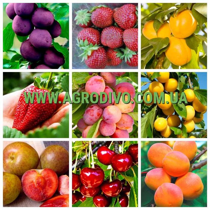 Саженцы плодовых деревьев, кустарников, роз в питомнике "Агродиво"
