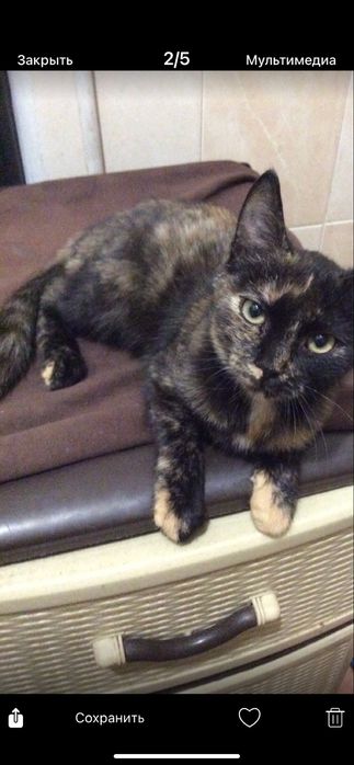 Кошешка в добрые ответственные руки