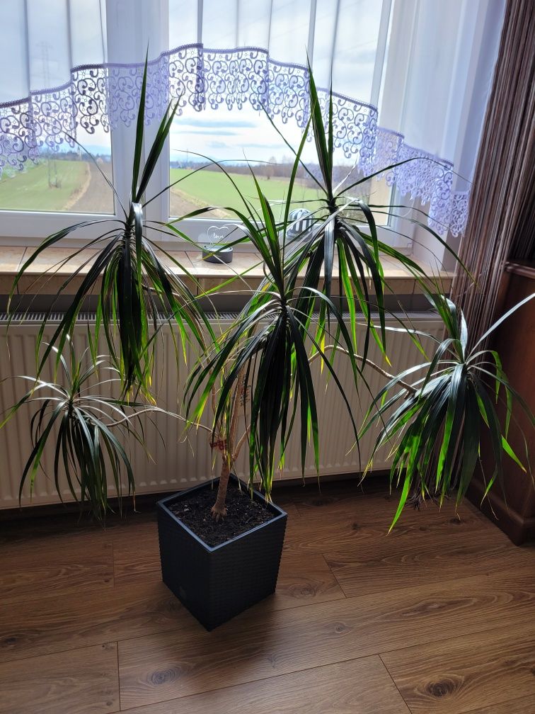 Kwiat doniczkowy Dracena