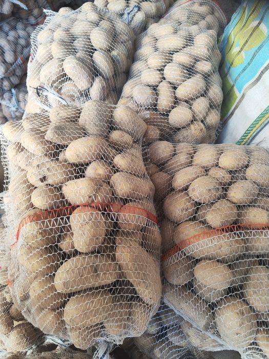 Ziemniaki wczesne Irys, Irga, Catania, Noya, Sifra.