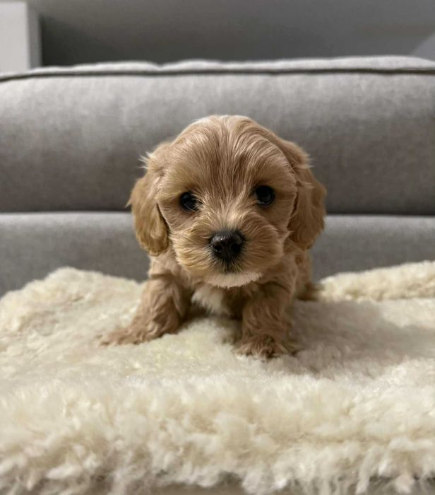 Maltipoo  mała sunia xs