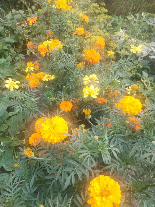 Aksamitka wysoka, nasiona