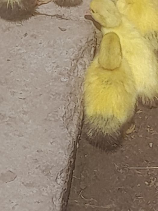 Kaczki młode z matką
