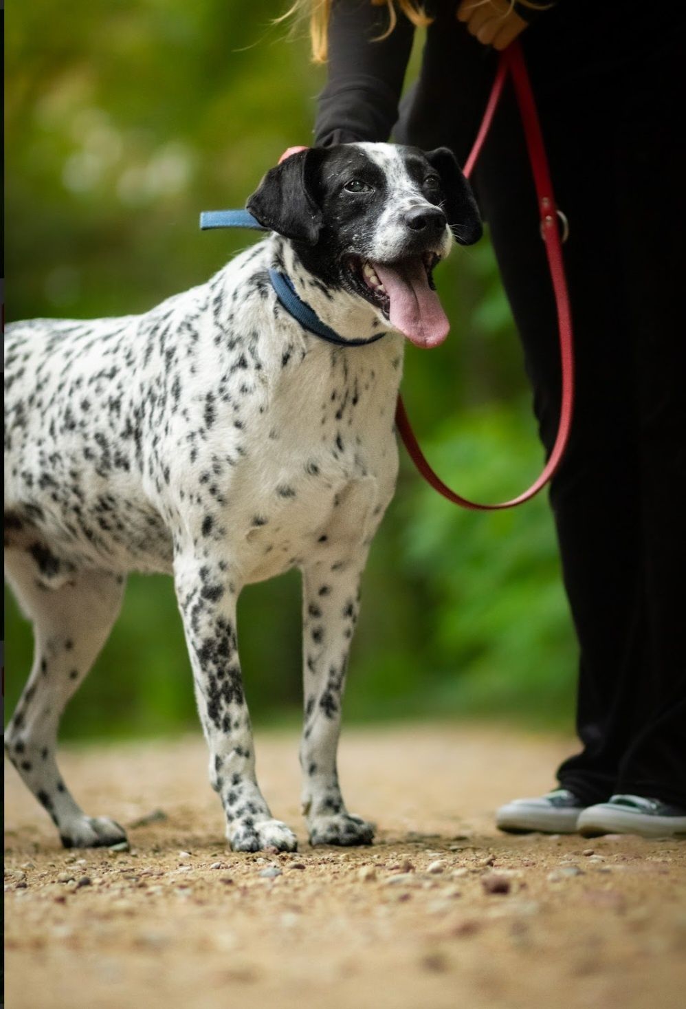 Ambaras! "Dalmatyńczyk" do adopcji!