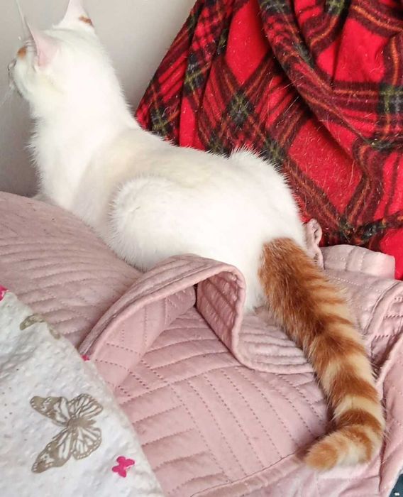 Albinek czeka na dom.