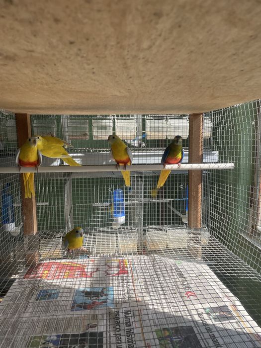 Neophemas Turquoisines