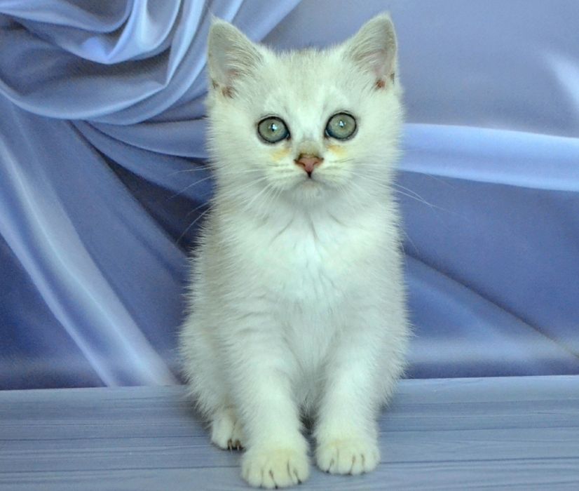 Нарядная барышня серебристая шиншилла