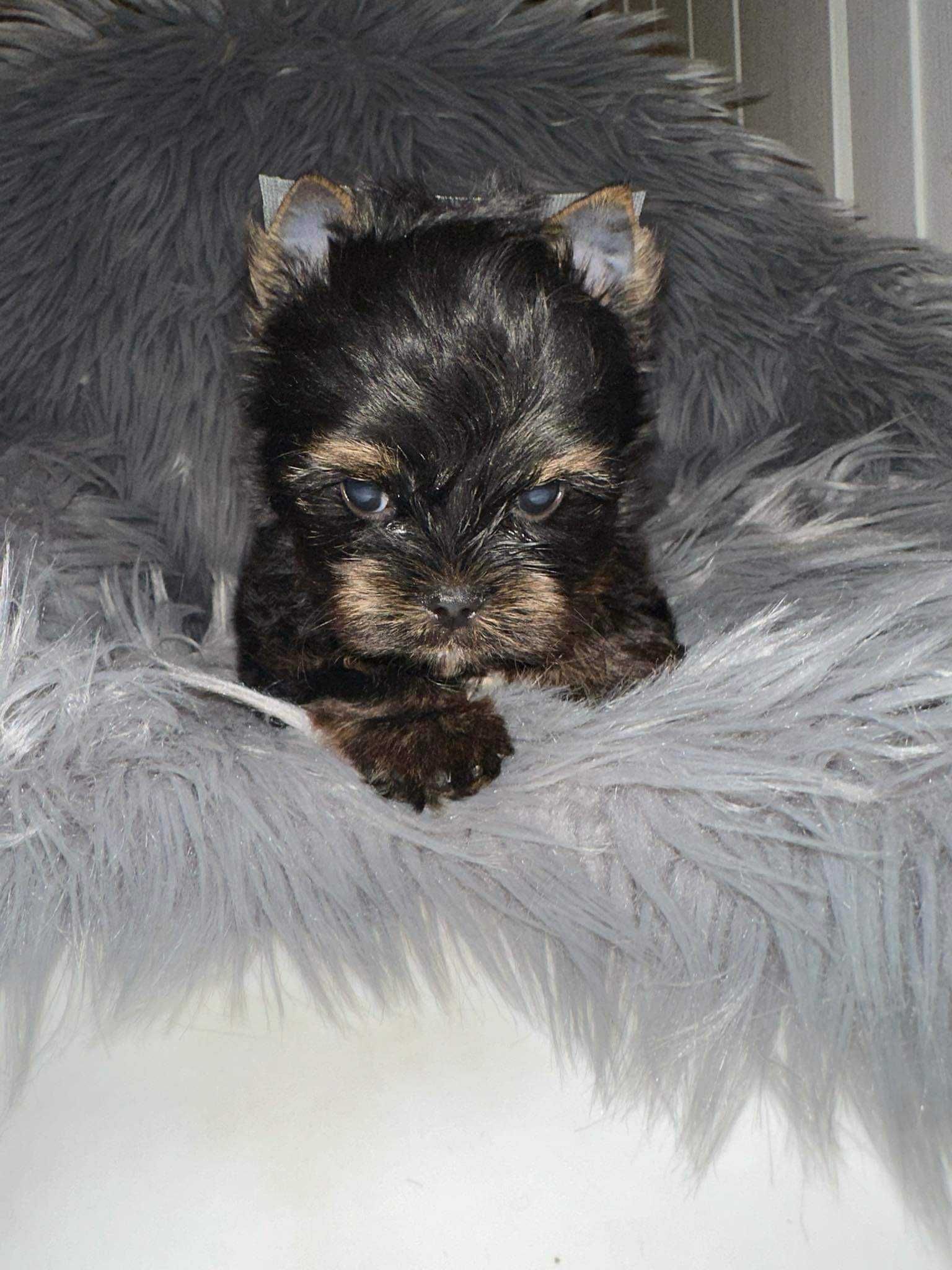 Yorkshire terrier Samiec black & tan