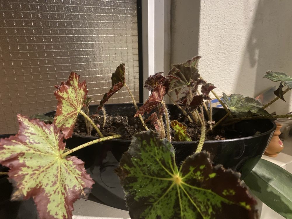 Begonia com ou sem vaso