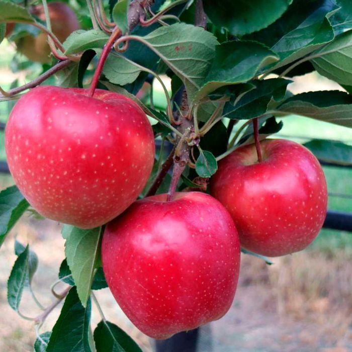 Хурма Інжир Яблуня Персик Черешня Груша Слива Абрикос Азіміна Магнолії