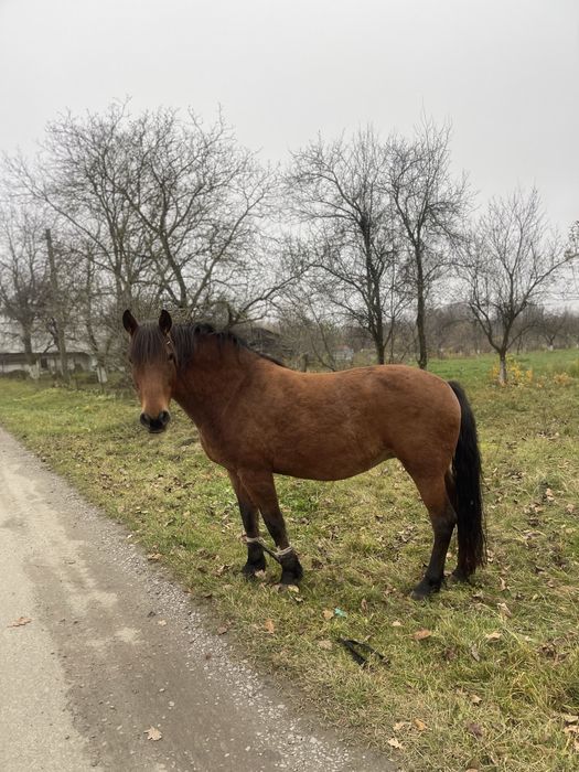 Продам кобилу.