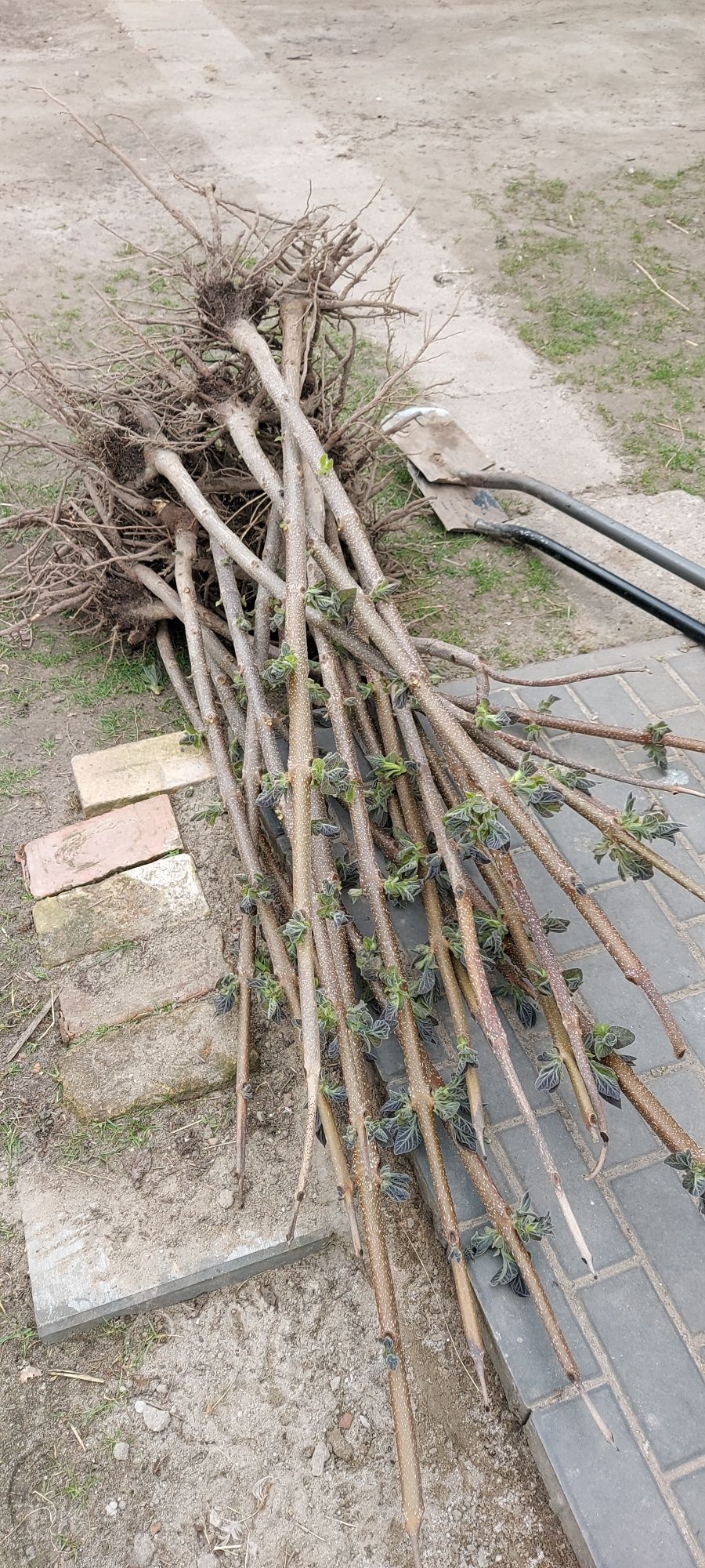 Drzewo tlenowe Paulownia Oxytree sadzonki,karpy.