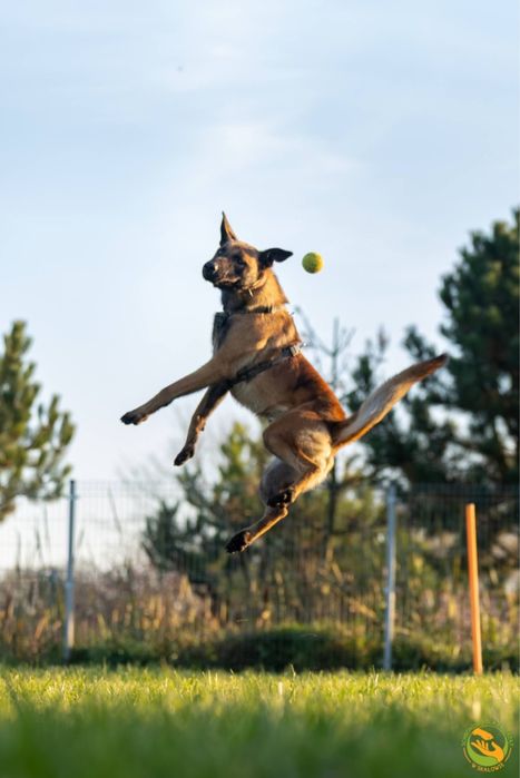 Hektor-typ owczarka belgijskiego, adopcja tylko doświadczone osoby