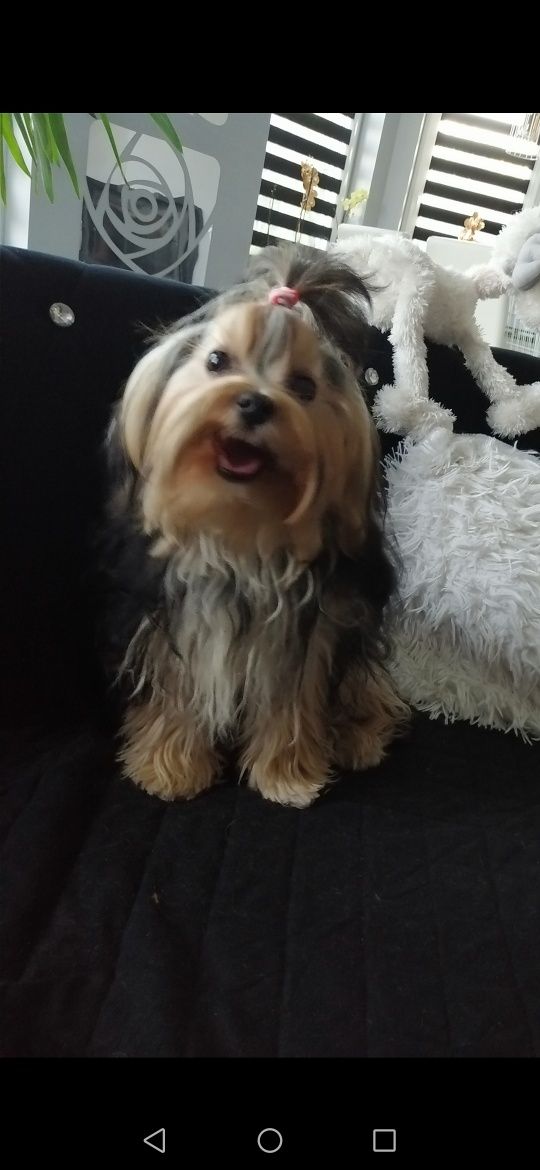 YORKSHIRE TERRIER czarny/black maleństwo