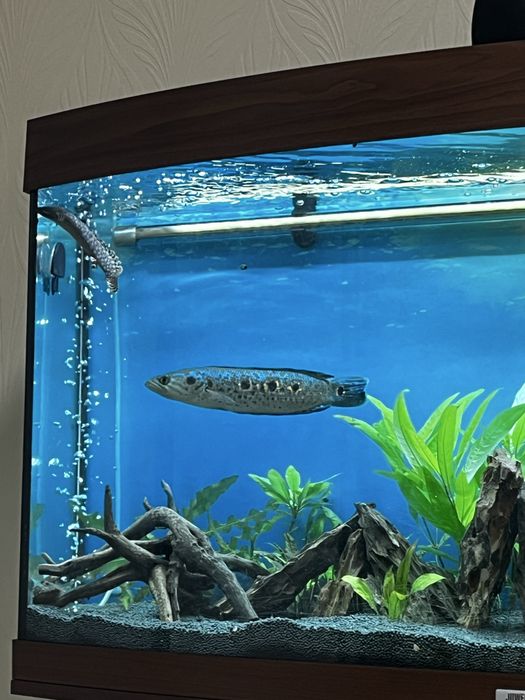 Змієголов глазчатий / Channa pleurophthalma