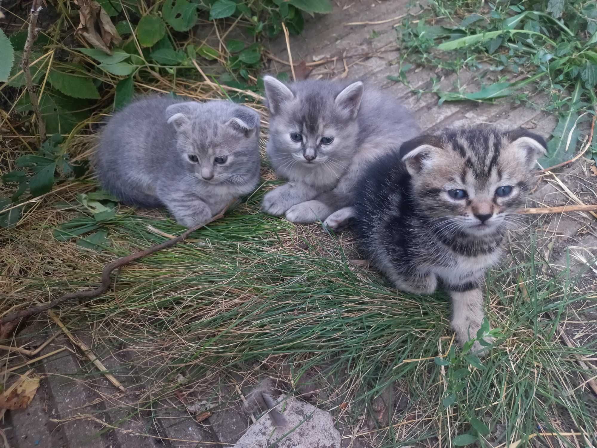 Віддам у добрі руки