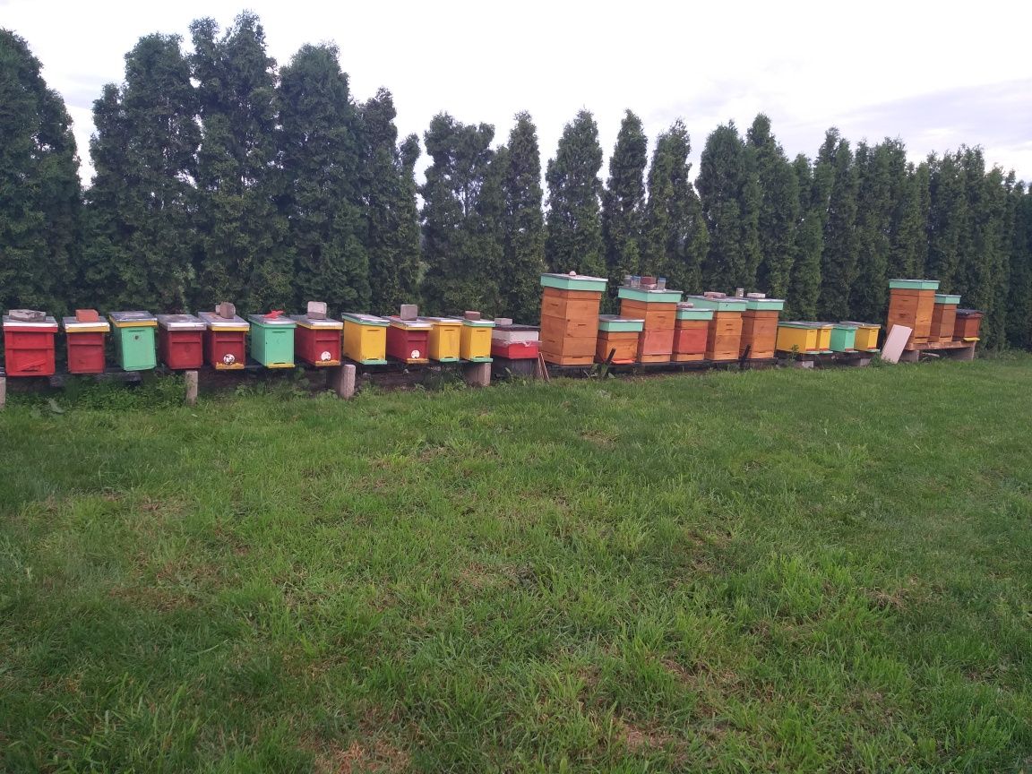 Odkłady pszczele w 2024 r. 5 -ramkowe (ramka wielkopolska)