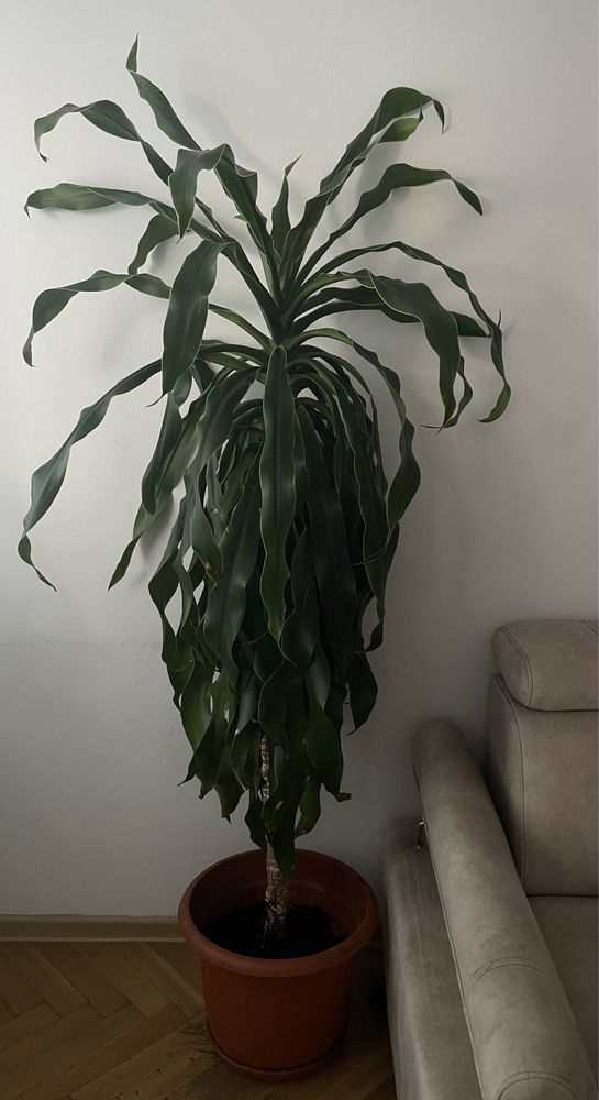 Dracena kwiat duży