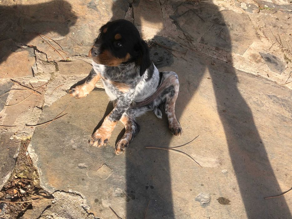 Epagneul Breton tricolor com 2 meses