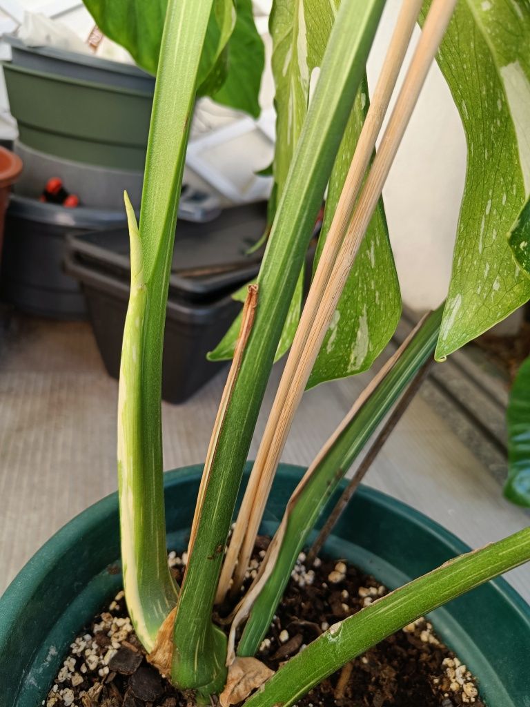 Monstera constellation 5 folhas