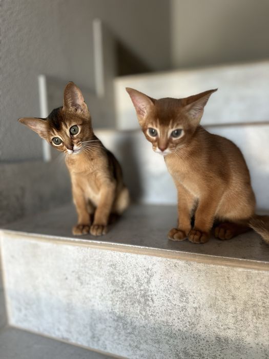 Абіссінські кошенята дівчата та хлопчики