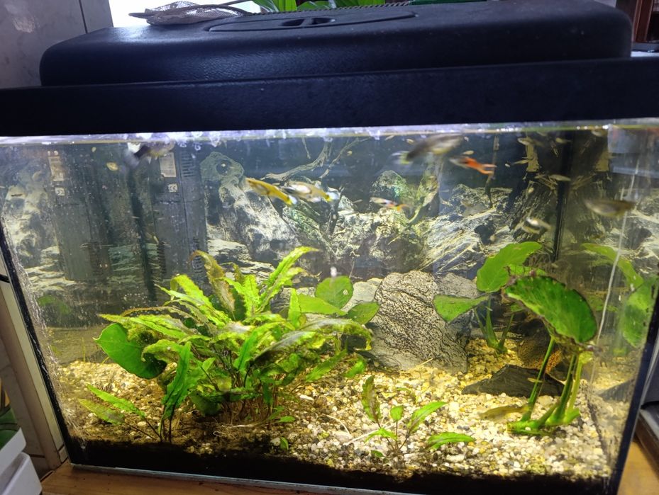 Sprzedam akwarium 60 l z wyposażeniem i rybkami