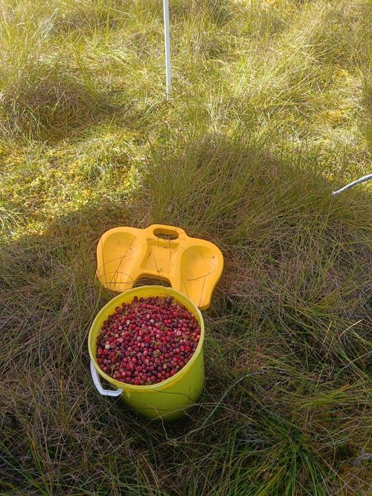 Żurawina leśna z okolic Ruciane -Nida. 3 i pół litra.za 105zl.