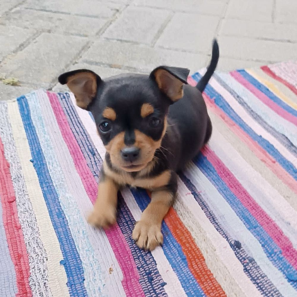 Pinscher miniatura